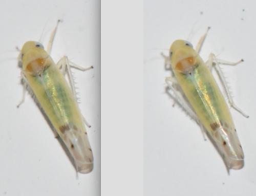 Ribautiana debilis